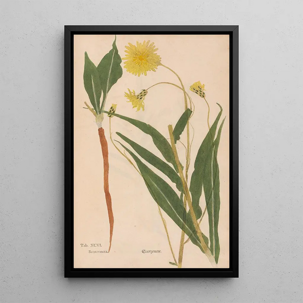 Ectypa vegetabilium Pl096 - Christian Gottlieb Ludwig — quadro incorniciato alla parete