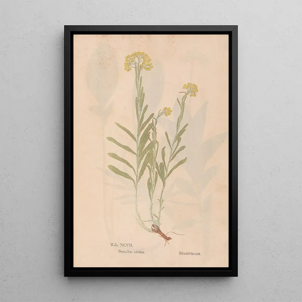Riproduzione del dipinto Ectypa vegetabilium Pl097 - Christian Gottlieb Ludwig