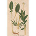 Ectypa vegetabilium Pl098 - Christian Gottlieb Ludwig — vista dell’opera