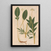 Ectypa vegetabilium Pl098 - Christian Gottlieb Ludwig — quadro incorniciato alla parete
