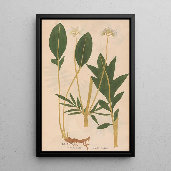 Ectypa vegetabilium Pl098 - Christian Gottlieb Ludwig — quadro incorniciato alla parete