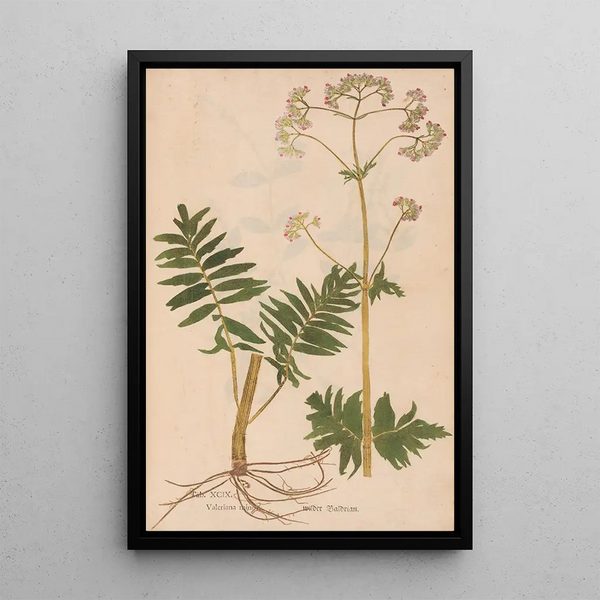 Riproduzione del dipinto Ectypa vegetabilium Pl099 - Christian Gottlieb Ludwig