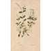 Riproduzione del dipinto Ectypa vegetabilium Pl100 - Christian Gottlieb Ludwig