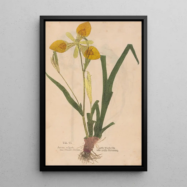 Ectypa vegetabilium Pl101 - Christian Gottlieb Ludwig — quadro incorniciato alla parete
