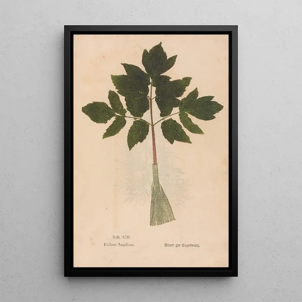 Ectypa vegetabilium Pl103 - Christian Gottlieb Ludwig — quadro incorniciato alla parete