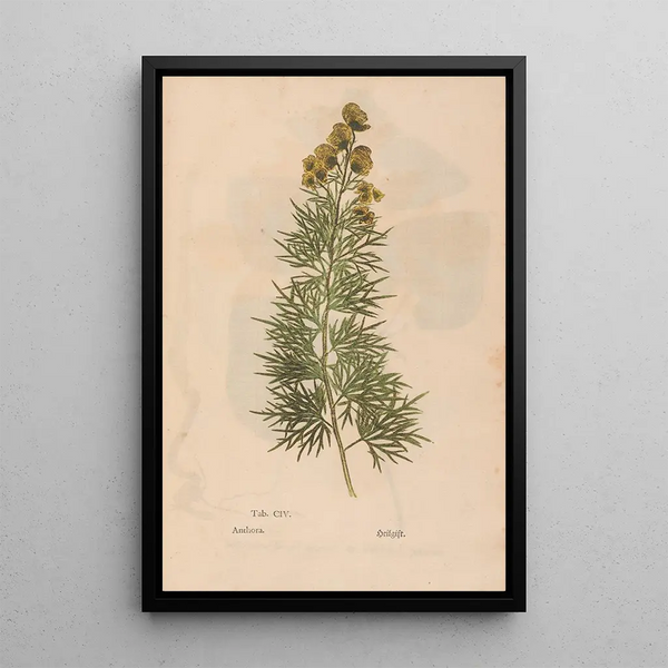 Ectypa vegetabilium Pl104 - Christian Gottlieb Ludwig — quadro incorniciato alla parete