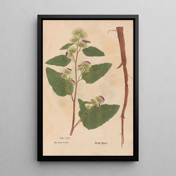 Ectypa vegetabilium Pl106 - Christian Gottlieb Ludwig — quadro incorniciato alla parete