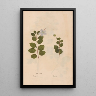 Christian Gottlieb Ludwig - Ectypa vegetabilium Pl107.webp