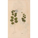 Riproduzione del dipinto Ectypa vegetabilium Pl107 - Christian Gottlieb Ludwig