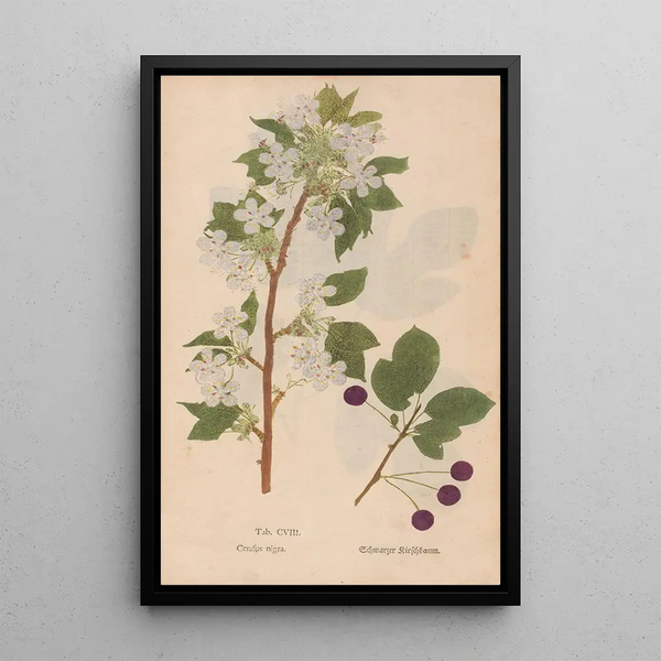 Ectypa vegetabilium Pl108 - Christian Gottlieb Ludwig — quadro incorniciato alla parete