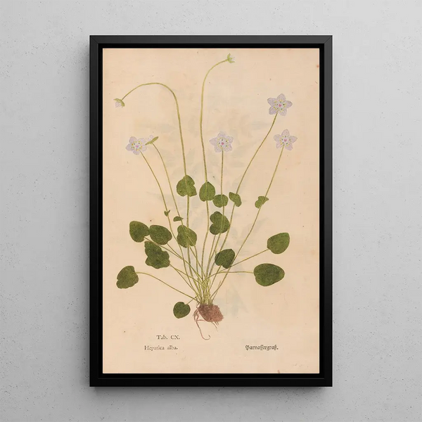 Ectypa vegetabilium Pl110 - Christian Gottlieb Ludwig — quadro incorniciato alla parete