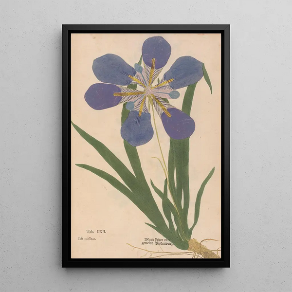 Ectypa vegetabilium Pl112 - Christian Gottlieb Ludwig — quadro incorniciato alla parete
