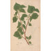 Riproduzione del dipinto Ectypa vegetabilium Pl114 - Christian Gottlieb Ludwig