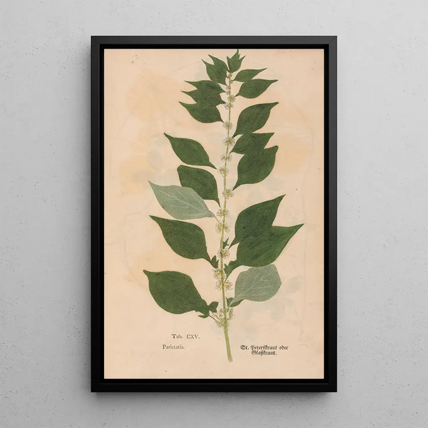 Ectypa vegetabilium Pl115 - Christian Gottlieb Ludwig — quadro incorniciato alla parete