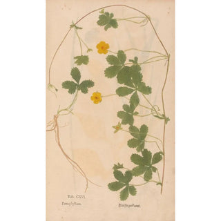 Christian Gottlieb Ludwig - Ectypa vegetabilium Pl116.webp