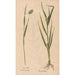 Ectypa vegetabilium Pl117 - Christian Gottlieb Ludwig — vista dell’opera