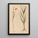 Ectypa vegetabilium Pl117 - Christian Gottlieb Ludwig — quadro incorniciato alla parete