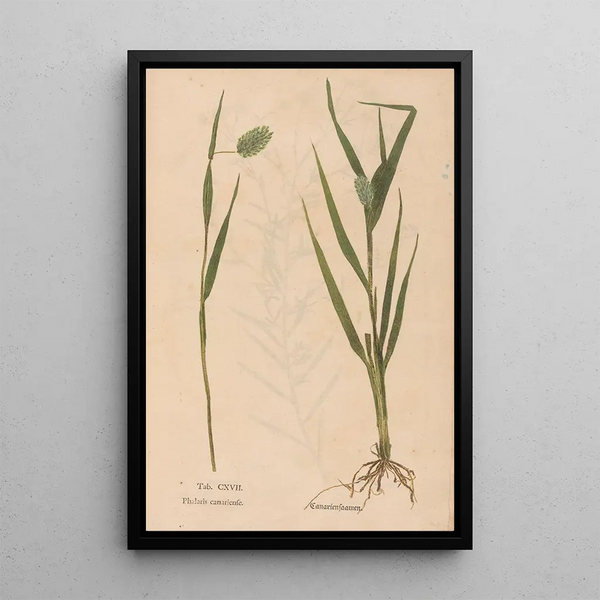 Ectypa vegetabilium Pl117 - Christian Gottlieb Ludwig — quadro incorniciato alla parete
