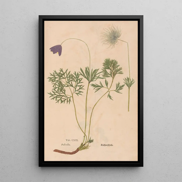 Ectypa vegetabilium Pl119 - Christian Gottlieb Ludwig — quadro incorniciato alla parete