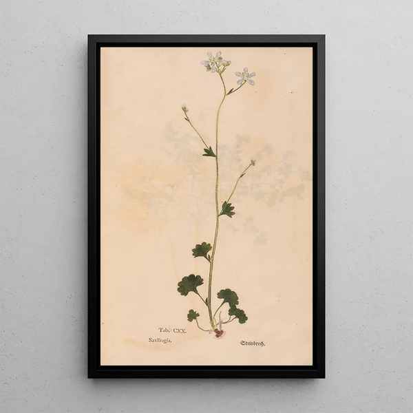 Ectypa vegetabilium Pl120 - Christian Gottlieb Ludwig — quadro incorniciato alla parete