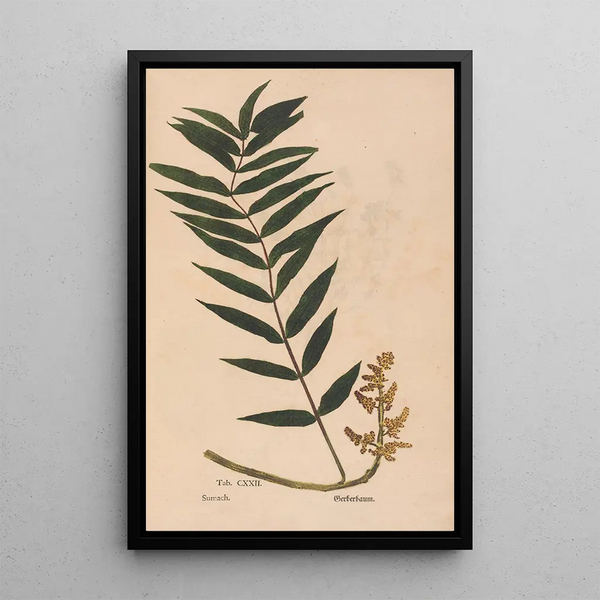 Ectypa vegetabilium Pl122 - Christian Gottlieb Ludwig — quadro incorniciato alla parete