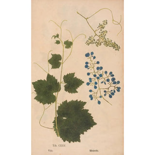 Christian Gottlieb Ludwig - Ectypa vegetabilium Pl125.webp