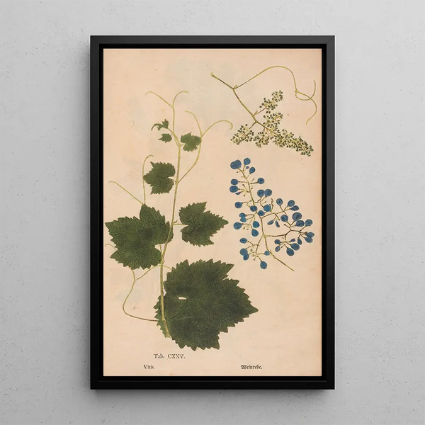 Ectypa vegetabilium Pl125 - Christian Gottlieb Ludwig — quadro incorniciato alla parete