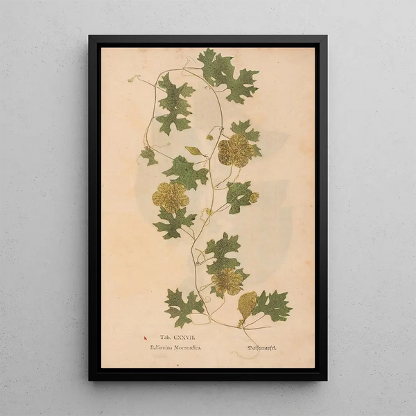 Ectypa vegetabilium Pl127 - Christian Gottlieb Ludwig — quadro incorniciato alla parete