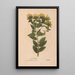 Ectypa vegetabilium Pl129 - Christian Gottlieb Ludwig — quadro incorniciato alla parete