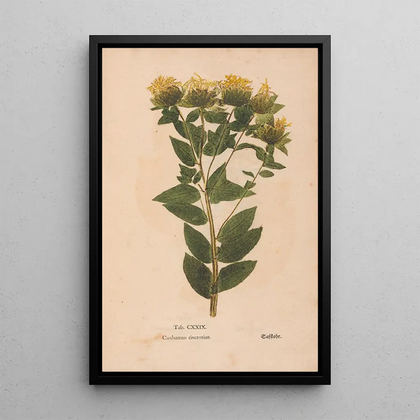 Ectypa vegetabilium Pl129 - Christian Gottlieb Ludwig — quadro incorniciato alla parete