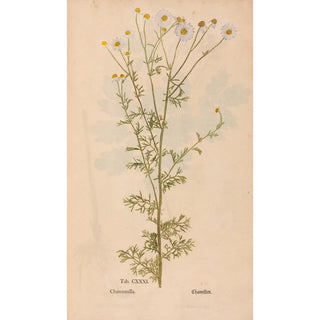 Christian Gottlieb Ludwig - Ectypa vegetabilium Pl131.webp