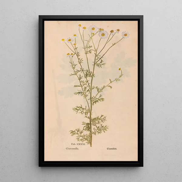 Ectypa vegetabilium Pl131 - Christian Gottlieb Ludwig — quadro incorniciato alla parete