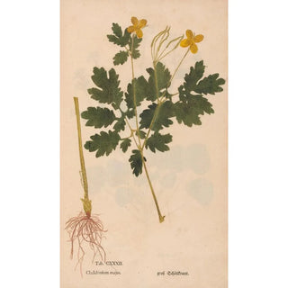 Christian Gottlieb Ludwig - Ectypa vegetabilium Pl132.webp