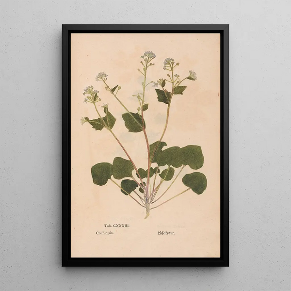Ectypa vegetabilium Pl133 - Christian Gottlieb Ludwig — quadro incorniciato alla parete