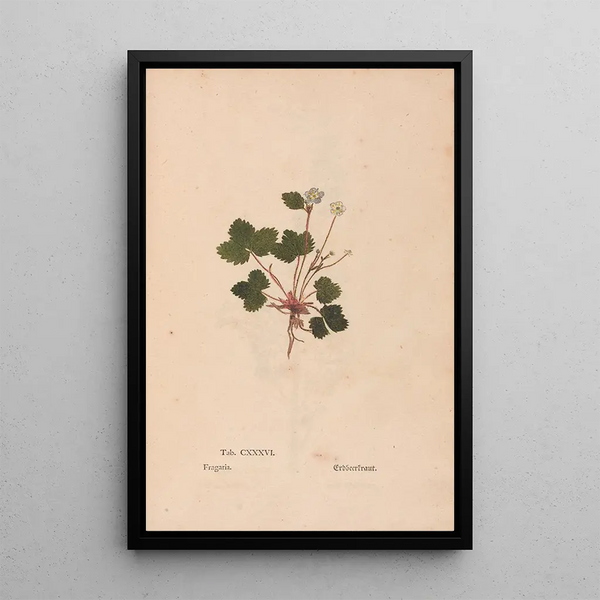 Ectypa vegetabilium Pl136 - Christian Gottlieb Ludwig — quadro incorniciato alla parete