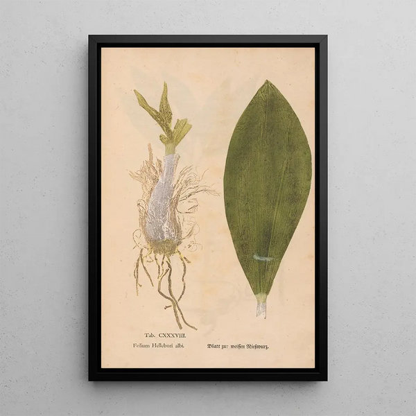 Ectypa vegetabilium Pl138 - Christian Gottlieb Ludwig — quadro incorniciato alla parete