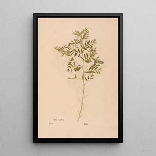 Christian Gottlieb Ludwig - Ectypa vegetabilium Pl141.webp