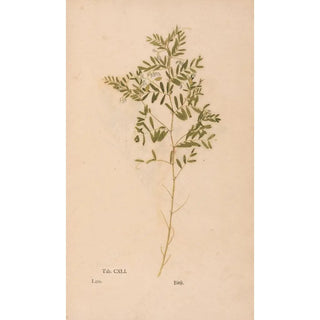 Christian Gottlieb Ludwig - Ectypa vegetabilium Pl141.webp