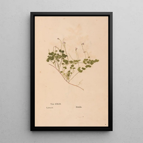 Ectypa vegetabilium Pl142 - Christian Gottlieb Ludwig — quadro incorniciato alla parete
