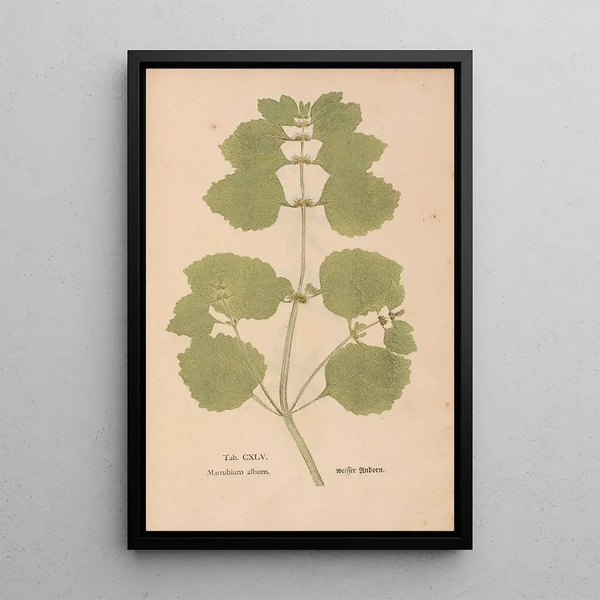 Ectypa vegetabilium Pl145 - Christian Gottlieb Ludwig — quadro incorniciato alla parete