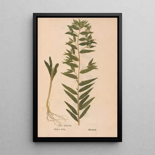 Ectypa vegetabilium Pl147 - Christian Gottlieb Ludwig — quadro incorniciato alla parete