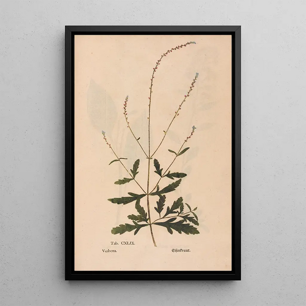 Ectypa vegetabilium Pl149 - Christian Gottlieb Ludwig — quadro incorniciato alla parete