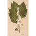 Ectypa vegetabilium Pl151 - Christian Gottlieb Ludwig — vista dell’opera