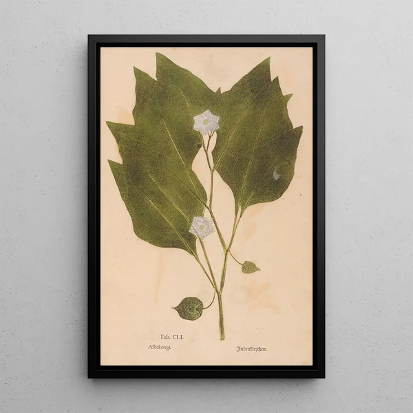 Ectypa vegetabilium Pl151 - Christian Gottlieb Ludwig — quadro incorniciato alla parete