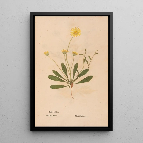 Ectypa vegetabilium Pl154 - Christian Gottlieb Ludwig — quadro incorniciato alla parete