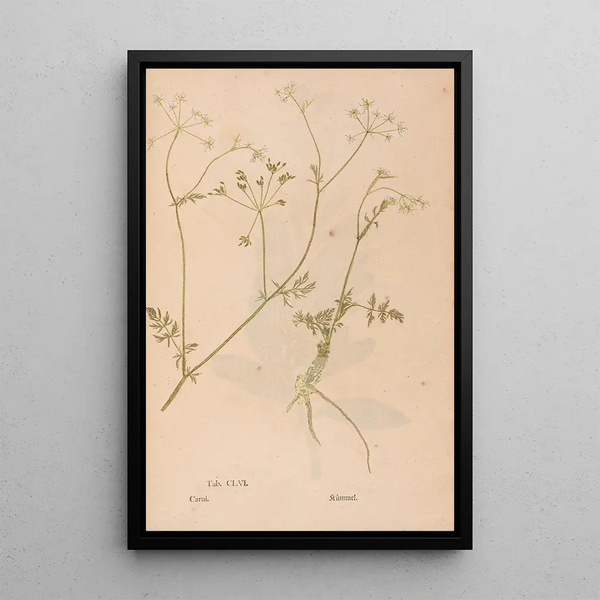 Ectypa vegetabilium Pl156 - Christian Gottlieb Ludwig — quadro incorniciato alla parete