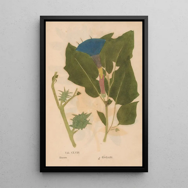 Ectypa vegetabilium Pl158 - Christian Gottlieb Ludwig — quadro incorniciato alla parete