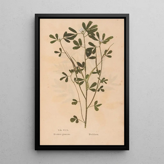 Christian Gottlieb Ludwig - Ectypa vegetabilium Pl160.webp