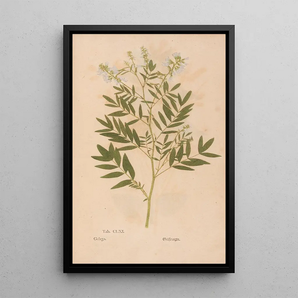 Ectypa vegetabilium Pl161 - Christian Gottlieb Ludwig — quadro incorniciato alla parete