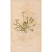 Ectypa vegetabilium Pl163 - Christian Gottlieb Ludwig — vista dell’opera